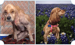 Rehabilitated rescue dog