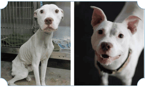 Rehabilitated rescue dog