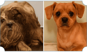 Rehabilitated rescue dog
