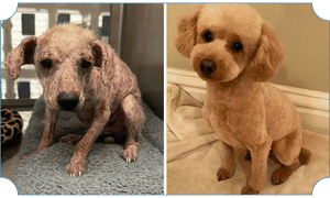 Rehabilitated rescue dog