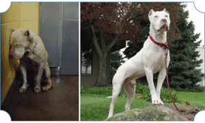 Rehabilitated rescue dog