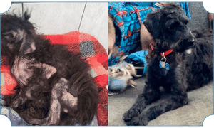 Rehabilitated rescue dog