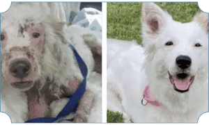 Rehabilitated rescue dog