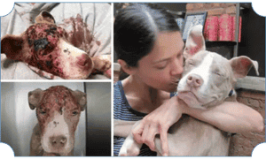 Rehabilitated rescue dog