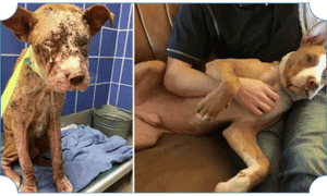 Rehabilitated rescue dog