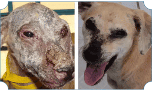 Rehabilitated rescue dog