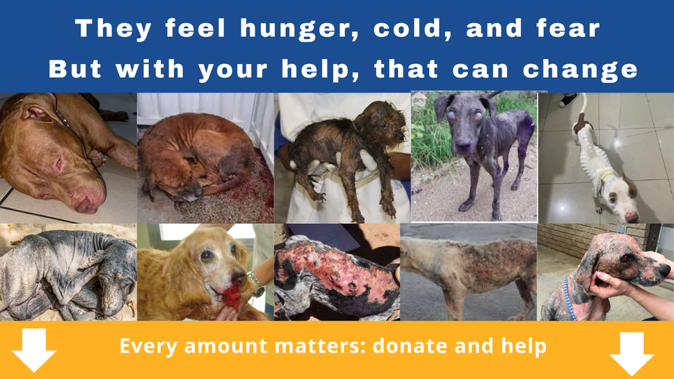 Rescue dog